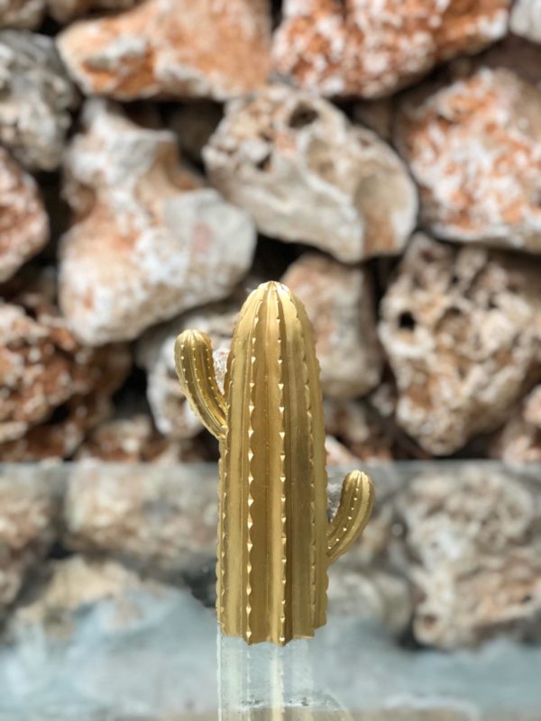 קקטוס דקורטיבי ארוך זהב